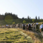 Viehscheid in Immenstadt im Allgäu