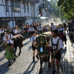 Viehscheid in Immenstadt im Allgäu