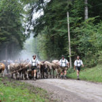 Viehscheid in Immenstadt im Allgäu