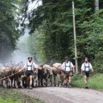 Viehscheid in Immenstadt im Allgäu