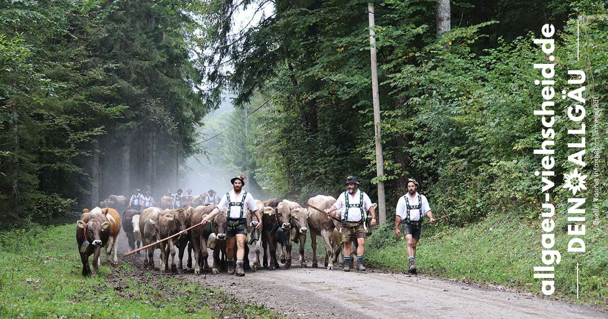 Immenstadt Viehscheid 2025 Über das Steigbachtal