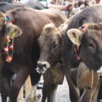 Kühe - Viehscheid / Almabtrieb im Allgäu