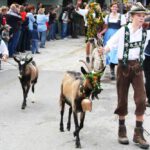 Ziege - Viehscheid / Almabtrieb im Allgäu