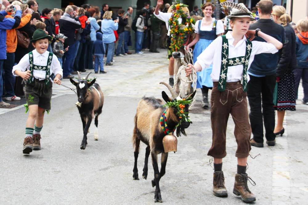 Ziege - Viehscheid / Almabtrieb im Allgäu