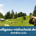 Braunvieh - Allgäu Viehscheid - Almauftrieb - Almabtrieb