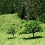 Almauftrieb - Viehscheid / Almabtrieb im Allgäu