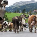 Viehscheid Riezlern - Kleinwalsertal