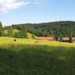 Viehscheid Wengen - Alpe "Wenger Egg"