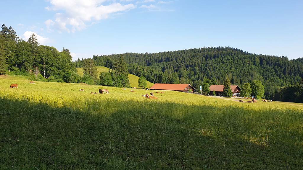 Viehscheid Wengen - Alpe "Wenger Egg"