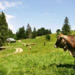 Kuh auf der Weide beim Almauftrieb - Viehscheid / Almabtrieb im Allgäu