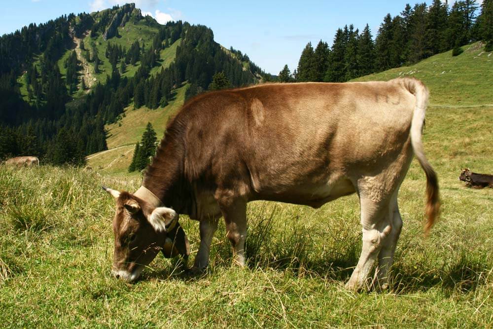 Kuh auf der Weide beim Almauftrieb - Viehscheid / Almabtrieb im Allgäu