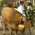 Kranzkuh am Festzelt - Viehscheid / Almabtrieb im Allgäu