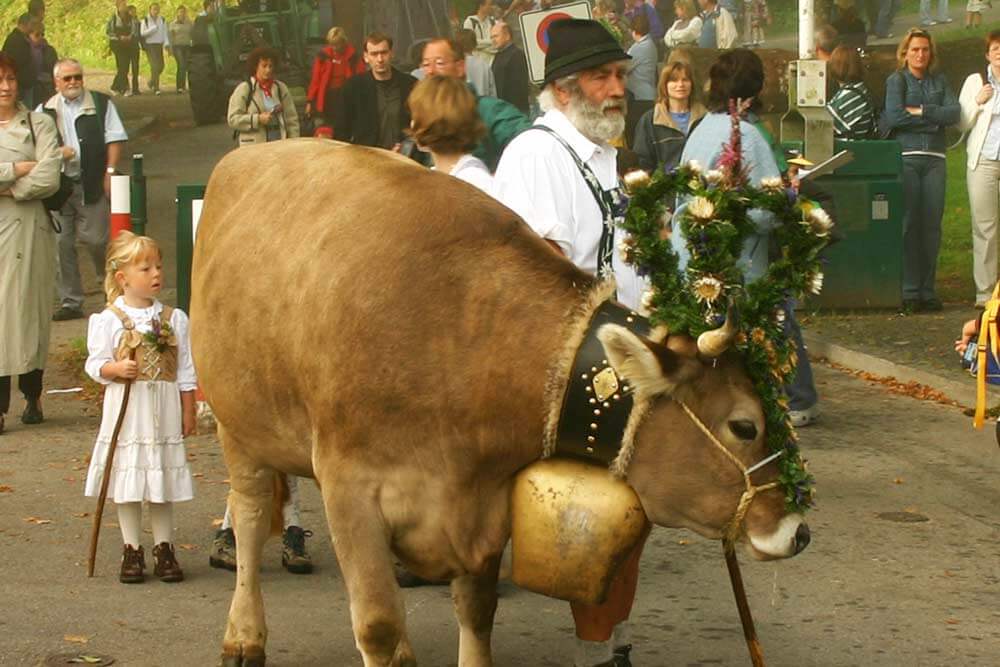 Kranzkuh am Festzelt - Viehscheid / Almabtrieb im Allgäu