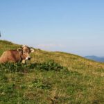 Almauftrieb - Kuhweide im Allgäu