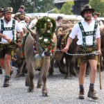 Almabtrieb / Viehscheid im Allgäu