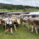 Viehscheid Gunzesried 2025