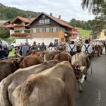 Viehscheid Gunzesried 2025