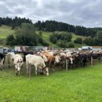 Viehscheid Gunzesried 2025