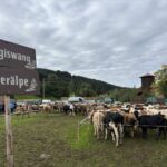 Viehscheid Gunzesried 2025