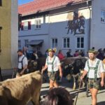 Viehscheid / Almabtrieb in Wertach 2025