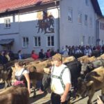 Viehscheid / Almabtrieb in Wertach 2025