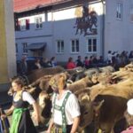 Viehscheid / Almabtrieb in Wertach 2025