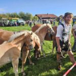 Viehscheid / Almabtrieb in Wertach 2025