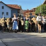 Viehscheid / Almabtrieb in Wertach 2025