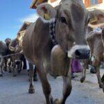 Viehscheid / Almabtrieb in Wertach 2025