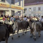 Viehscheid / Almabtrieb in Wertach 2025