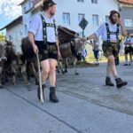 Viehscheid / Almabtrieb in Wertach 2025