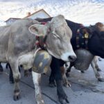 Viehscheid / Almabtrieb in Wertach 2025