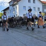 Viehscheid / Almabtrieb in Wertach 2025