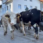 Viehscheid / Almabtrieb in Wertach 2025