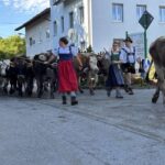 Viehscheid / Almabtrieb in Wertach 2025