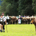 Viehscheid / Almabtrieb im Allgäu