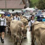Viehscheid 2025 in Oberstaufen