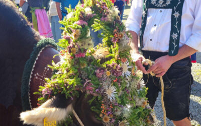 Viehscheid Immenstadt 2024 - Kranzkuh am Scheidplatz