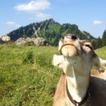 Almauftrieb - Kuh in den Allgäuer Bergen