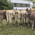 Viehscheid 2025 in Oberstaufen