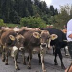 Viehscheid 2025 in Oberstaufen