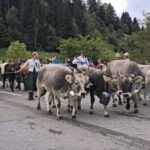 Viehscheid 2025 in Oberstaufen