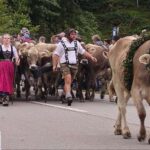 Viehscheid 2025 in Oberstaufen