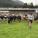 Viehscheid 2025 in Oberstaufen
