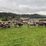 Viehscheid 2025 in Oberstaufen