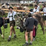 Viehscheid 2025 in Oberstaufen