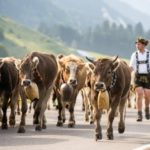 Viehscheid Oberstdorf / Almabtrieb im Allgäu