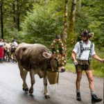 Viehscheid Oberstdorf / Almabtrieb im Allgäu