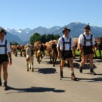 Viehscheid Oberstdorf / Almabtrieb im Allgäu