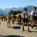 Viehscheid Oberstdorf / Almabtrieb im Allgäu